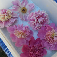 Place the dried flowers inside the container for storage.