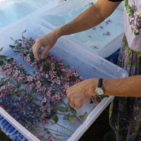 Dry Flowers Using Silica Gel - AGM Containers Controls