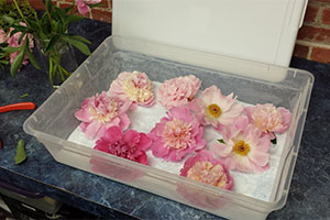 Dry Flowers Using Silica Gel AGM Containers Controls