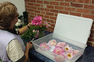 Dry Flowers Using Silica Gel Agm