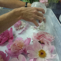 Using a cup, gently pour the silica gel onto the flower petals.