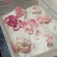 To dry flowers, gently pour the flower dry silica gel to completely cover the flowers.