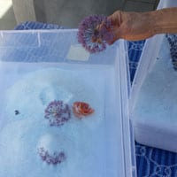 Remove each dry flower and gently shake out the silica gel crystals.