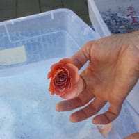 What did work is drying flowers in silica beads. I just fully covered the  flowers and sealed the container for about 4 days. You just have to be  careful not to smash